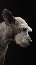 Gray schnauzer dog looking up